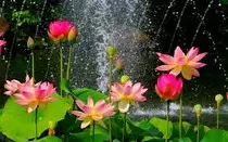 flores.jpg