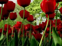 tulipanes.gif