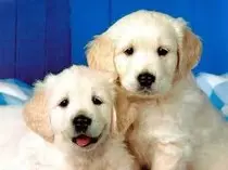 cutedogs.jpg