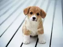 cutedogs2.jpg