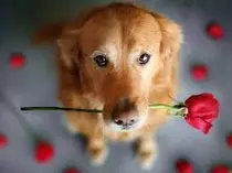 cutedogs3.jpg