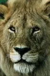 rsc/lion.jpg