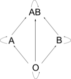 rsc/sistema_abo.png