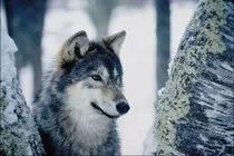 rsc/wolf.jpg
