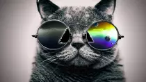 coolcat.jpg