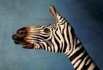 zebrahand.jpg