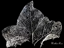 img/leaf.jpg