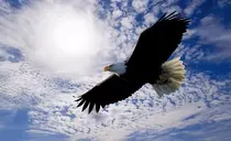 mod_02/img/aguila.png