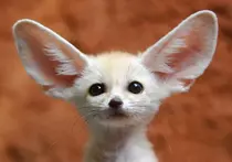 Images/fennec.png