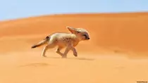 Images/fennec2.png