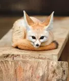 Images/fennec3.png