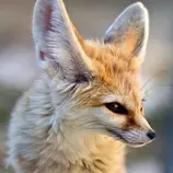 Images/fennec4.png