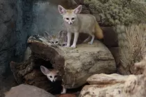Images/fennec5.png