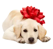 png.png