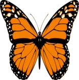 butterfly.png