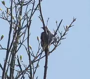 bird/L2/151.jpg