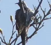 bird/L2/151t.jpg