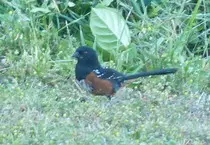 bird/L3/towhee.jpg