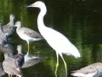 bird/L4/ne14/snowy_egrett.jpg