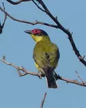bird/au13/drwn/australasian.figbird.2.jpg