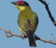 bird/au13/drwn/australasian.figbird.2t.jpg