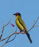 bird/au13/drwn/australasian.figbird.jpg