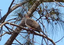 bird/au13/drwn/bar-shouldered.dove.2.jpg