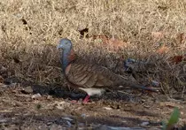 bird/au13/drwn/bar-shouldered.dove.jpg