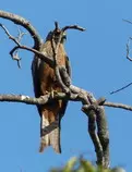 bird/au13/drwn/black.kite.jpg