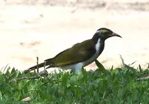 bird/au13/drwn/blue-faced.honeyeater.jpg