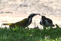 bird/au13/drwn/blue-faced.honeyeaters.jpg