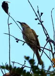 bird/au13/drwn/brown.honeyeater.jpg