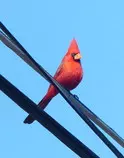 bird/az16/northern_cardinal.jpg