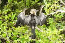 bird/fl15/anhinga.jpg
