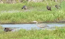 bird/fl15/great_blue_heron.jpg