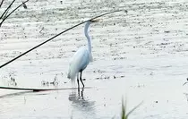 bird/fl15/great_egret.jpg