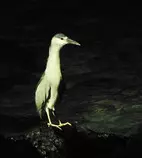 bird/hi15/black-crowned_night-heron.jpg