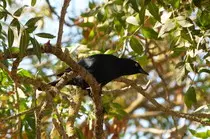 bird/hi15/brewers_blackbird.jpg