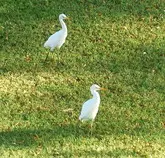 bird/hi15/cattle_egret.jpg