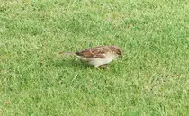 bird/hi15/house_sparrow.jpg