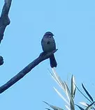 bird/m16/savannah_sparrow.jpg