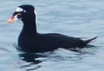 bird/m16/scottert.jpg
