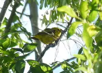 bird/m16/yellow_warbler.jpg