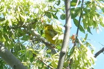 bird/m16/yellow_warbler2.jpg