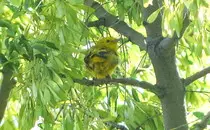 bird/m16/yellow_warbler3.jpg