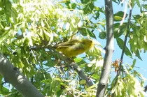 bird/m16/yellow_warbler4.jpg
