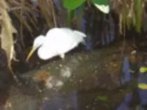 bird/oth_trps/09t.jpg