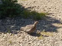 bird/oth_trps/10.jpg