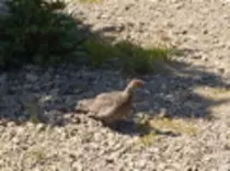 bird/oth_trps/10t.jpg