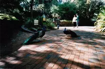 bird/oth_trps/11.jpg